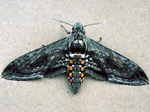 Manduca quinquemaculatus