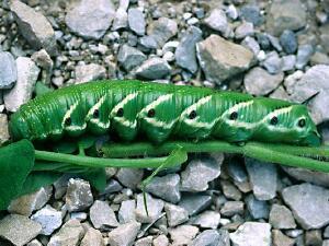 Manduca quinquemaculatus