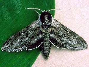 Sphinx poecila