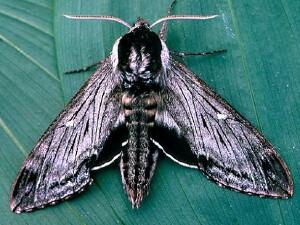 Sphinx gordius
