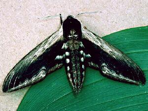 Sphinx drupiferarum