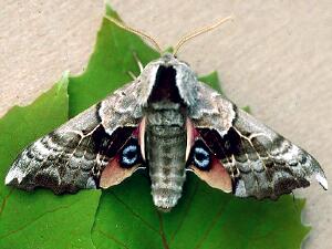 Smerinthus cerisyi