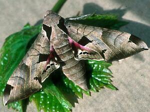 Eumorpha achemon