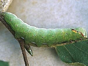 Peridea ferruginea