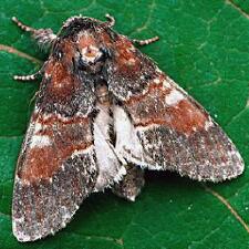 Peridea ferruginea