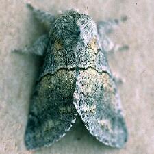 Gluphisia lintneri