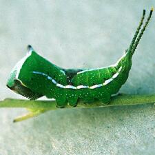 Americerura scitiscripta