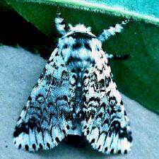 Americerura scitiscripta