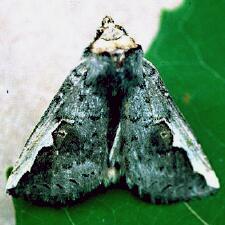 Symmerista leucitys