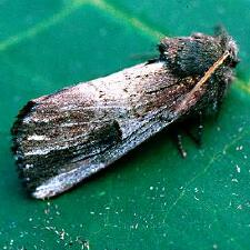 Schizura badia