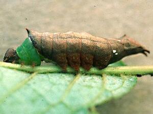 Coelodasys unicornis
