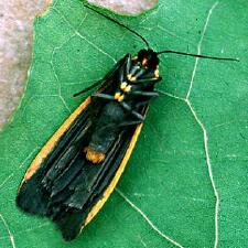 Manulea bicolor