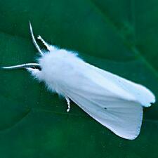 Spilosoma latipennis