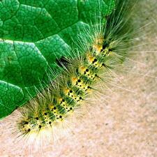 Hyphantria cunea