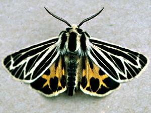 Apantesis virguncula