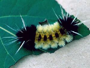 Lophocampa maculata