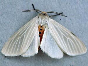 Cycnia oregonensis