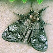 Dasychira plagiata