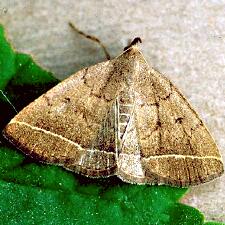 Zanclognatha marcidilinea