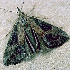 Hypena scabra