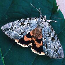 Catocala subnata