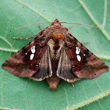 Autographa bimaculata