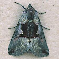 Autographa ampla