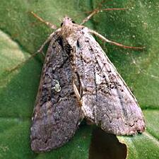 Syngrapha viridisigma