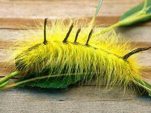 Acronicta lepusculina