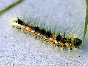 Acronicta lepusculina