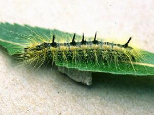 Acronicta lepusculina