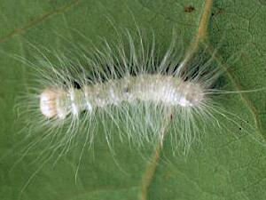 Acronicta vulpina