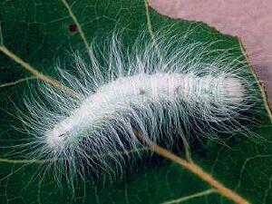 Acronicta vulpina