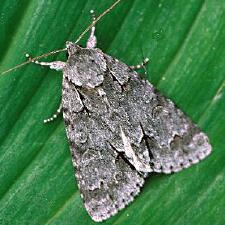 Acronicta grisea