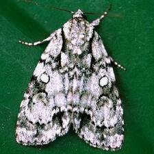 Acronicta vinnula