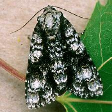 Acronicta superans