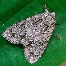 Acronicta spinigera