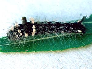 Acronicta impleta