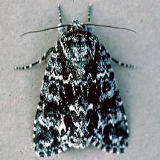 Acronicta noctivaga