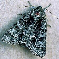 Acronicta impressa
