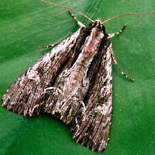 Apamea nigrior