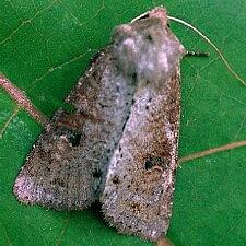 Apamea alia
