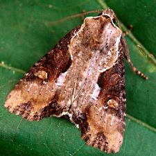 Lateroligia ophiogramma