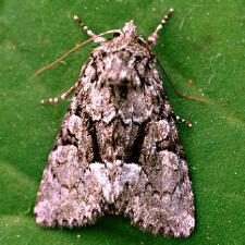 Eremobina claudens