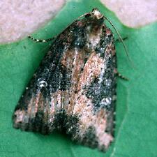 Mesapamea fractilinea