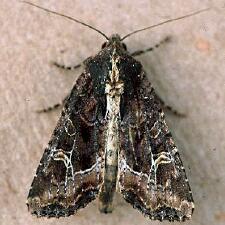 Helotropha reniformis