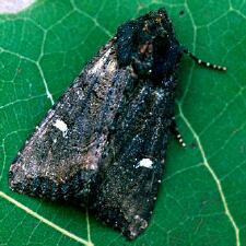 Helotropha reniformis