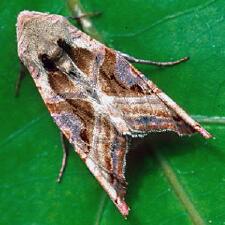 Phlogophora iris