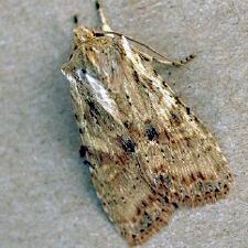 Lithophane innominata
