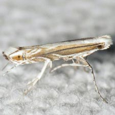 Epicephala sp.